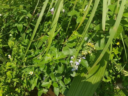 Flowering Shrubs