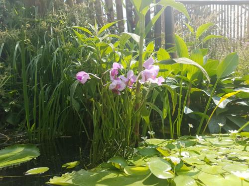 Water Garden